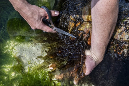 France, Finistère (29), Pays Bigouden, Plozévet, Lenny Gouedic co créateur de Begood Alg, récolte à pied d'algues sauvages alimentaires (dulse) avec taille douce aux ciseaux sur la plage à marée basse