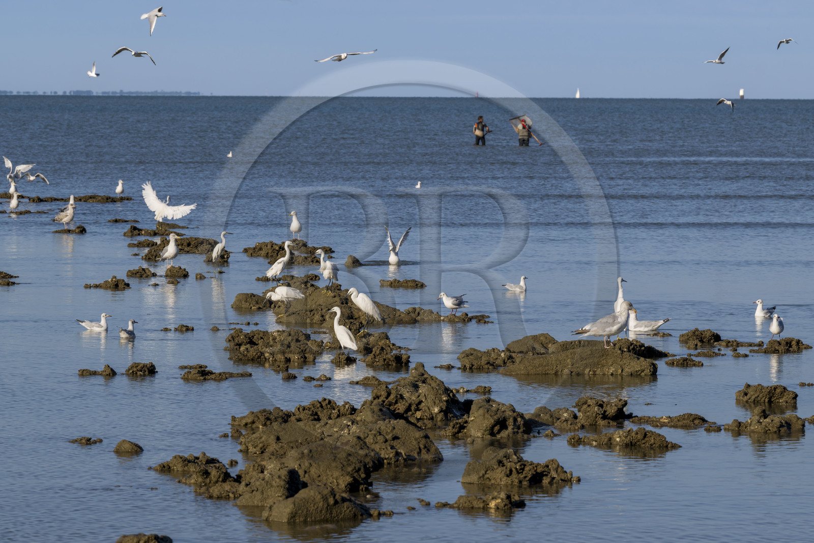France, Loire-Atlantique (44), Baie de Bourgneuf, Pornic, plage de Crêve-coeur à La Bernerie-en-Retz, pecheurs à pied de crevettes à l'épuisette