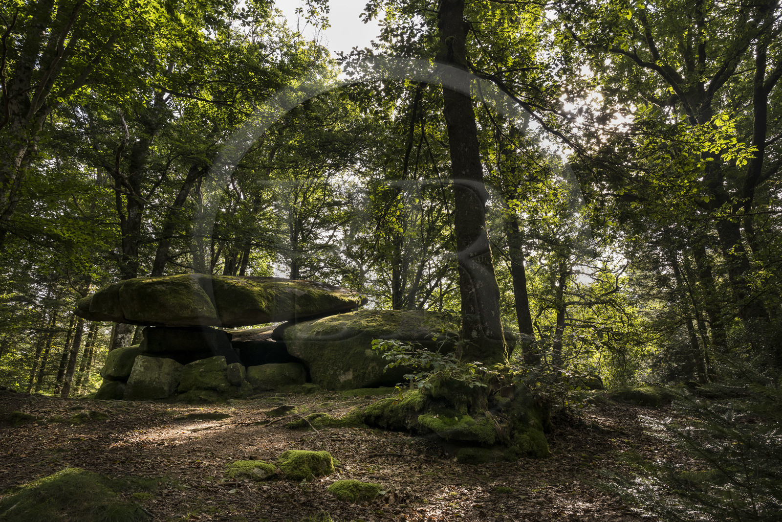 France, Nievre, Regional Natural Park of Morvan, Dun-les-Places, place called Dolmen de Chevresse, granite chaos formed by erosion, in the forest of Breuil-Chenue