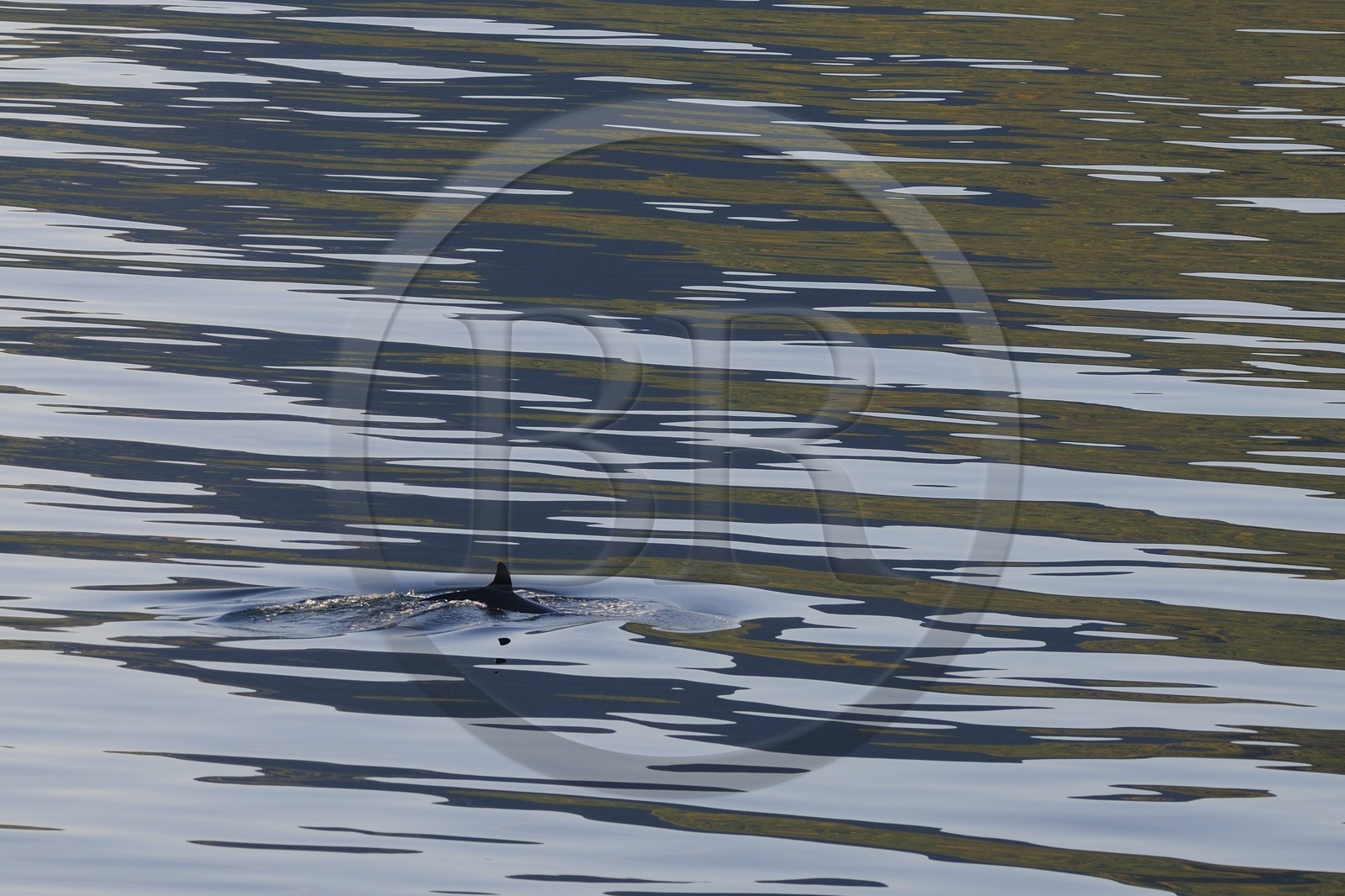 Norvège, Nordland, iles des Westeralen, dos de baleine