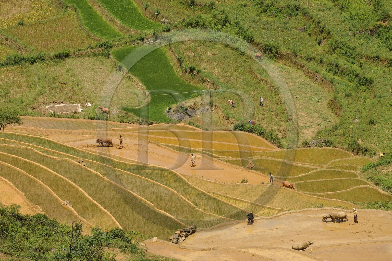 Vietnam, province de Lao Cai, région de Bac Ha, Can Cau, rizières en terrasses