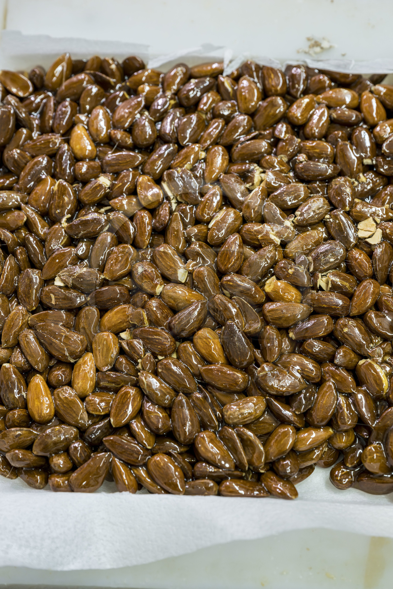 France, Vaucluse (84), Saint Didier, dans l'atelier de fabrication des Nougats Silvain, paysans nougatiers, Charles-Henri Bagnol confectionne une plaque de nougat noir avec les amandons grillés et le miel