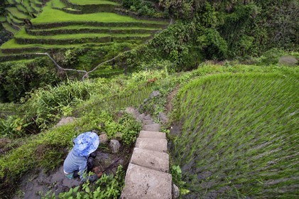Philippines, province d'Ifugao, les rizières en terrasses de Banaue autour du village de Cambulo, classées Patrimoine Mondial de l'UNESCO, Daria Faith Wingin 32 ans, mariée et mère de deux enfants, débroussaille une parcelle pour replanter