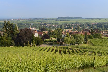 France, Bas-Rhin (67), Route des Vins d'Alsace, le vignoble à Mittelbergheim, labellisé Les Plus Beaux Villages de France, le terroir de la colline du Zotzenberg est classé Grand Cru