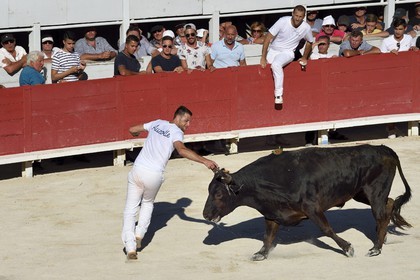 France, Bouches-du-Rhône (13), Arles, la course camarguaise  de la Cocarde d'Or aux Arènes, le raseteur Loic Auzolle tentant d'attraper les attributs primés sur les cornes du taureau