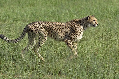 Namibie, Otjiwarongo, Cheetah Conservation Fund, centre de recherche et d'éducation, guépard (Acinonyx jubatus) dans les hautes herbes