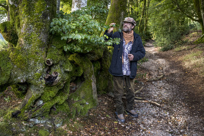 France, Saône-et-Loire (71), parc naturel régional du Morvan, Saint-Léger-sous-Beuvray, oppidum de Bibracte, le site archéologique sur le mont Beuvray, haies de hêtres tressées vieilles de 200 ans appelées des queules le long des chemins creux, avec le guide géologue et biologiste Frédéric Bensaad