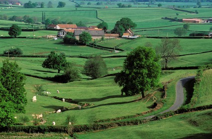 France, Saone et Loire, charolais, monceau les mines region, some charolais cows