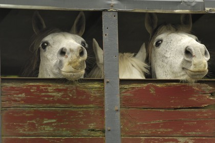 Republic of Ireland, County Galway, horse transport