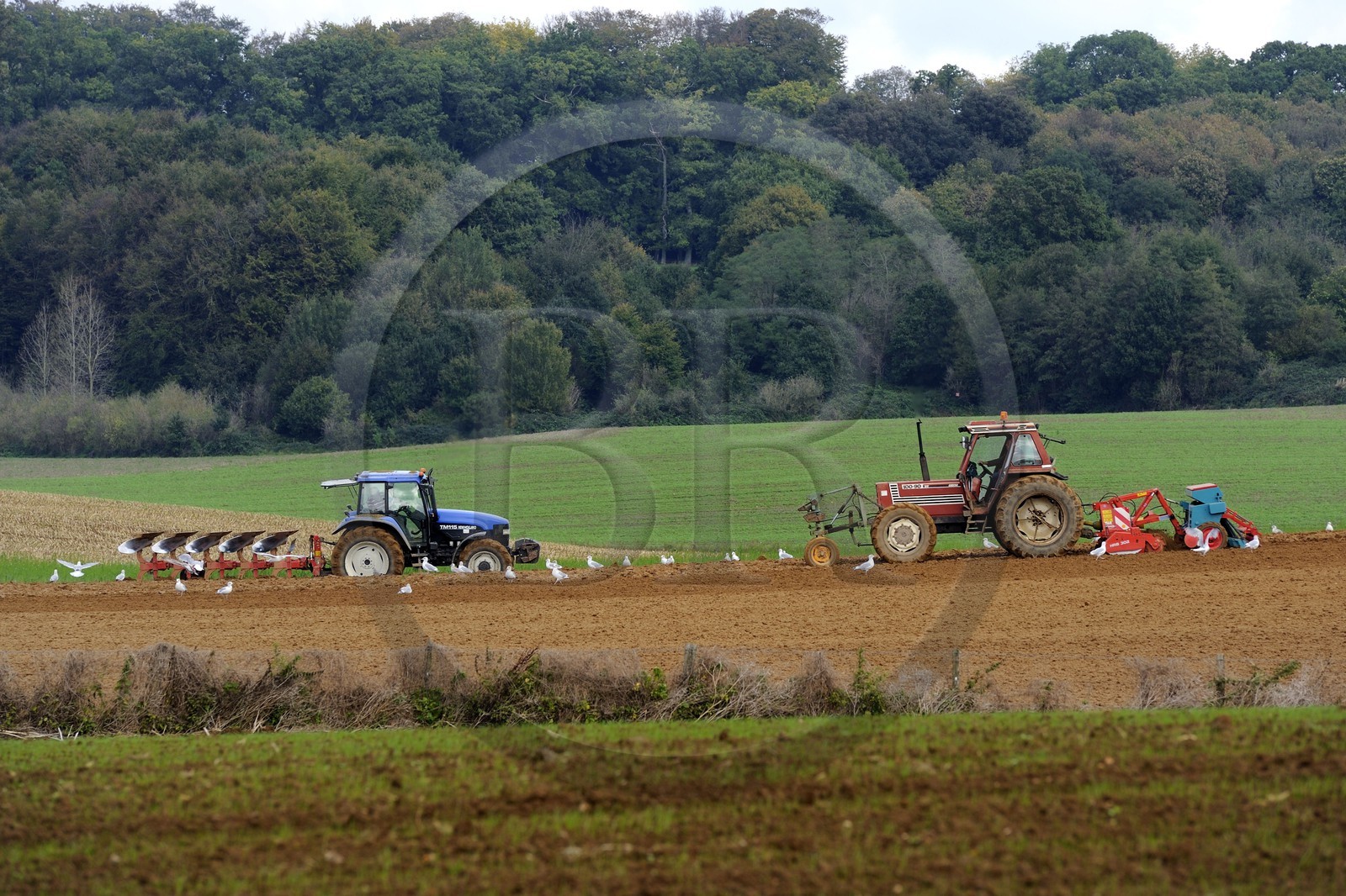 France, Seine-Maritime, Bretteville-du-Grand-Caux, plowing, seagulls feeding into the ground returned by tractors