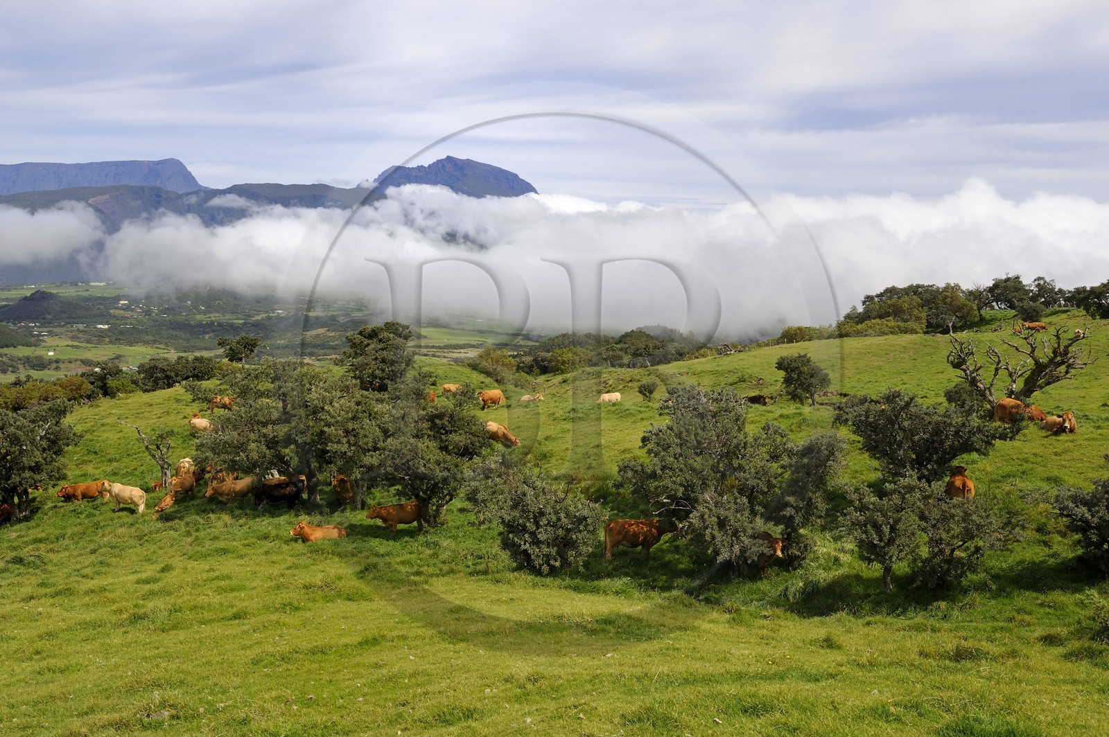 France, Ile de la Reunion, troupeau de vaches sur les pentes du volcan du Piton de la Fournaise, la Plaine des Cafres et l'ancien volcan du Piton des Neiges en arrière plan