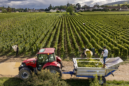 France, Côte-d'Or (21), les climats de Bourgogne classés Patrimoine Mondial de l'UNESCO, Route des Grands Crus, vignoble de la Côte de Beaune, Meursault, vendanges dans les vignes où les Hospices de Beaune possèdent des parcelles, le village en arrière plan (vue aérienne)