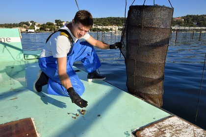 France, Var (83), La Seyne-sur-Mer, l'ostréiculteur Jean Christophe Giol dans la baie de Tamaris, lanterne qui est une nurserie pour jeunes huitres