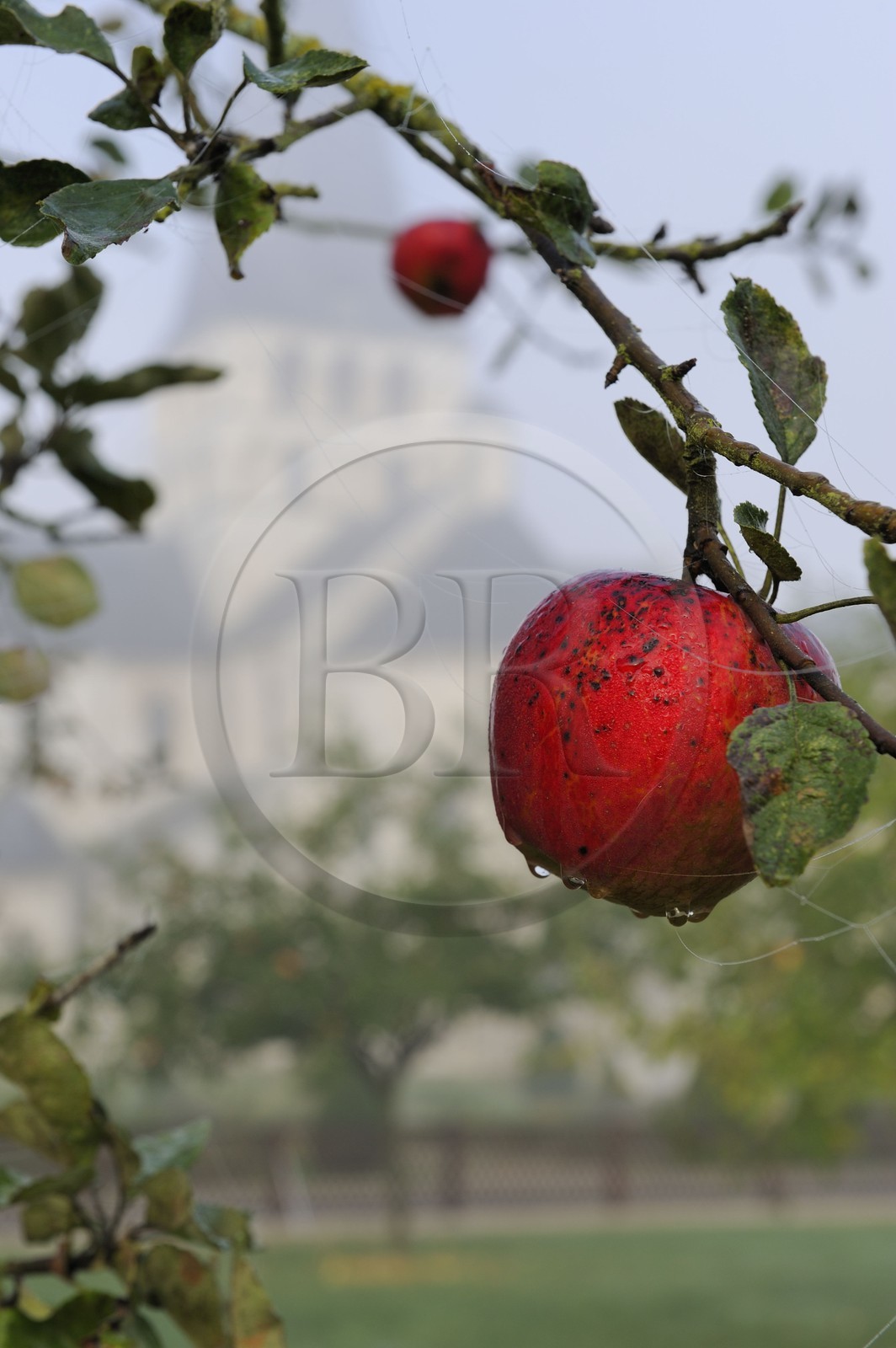 .France, Seine-Maritime, Saint-Martin-de-Boscherville, Saint-Georges de Boscherville Abbey of the 12th century, apple tree