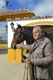 Espagne, Andalousie, province de Séville, Utrera, le haras Ayala (Yeguada Ayala), le propriétaire Rafael Ayala éleveur de Pure race espagnole ou PRE (Pura Raza Espanola)