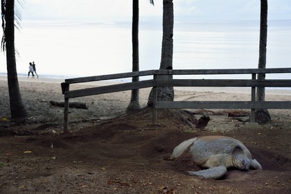 France, Ile de Mayotte, Grande-Terre, Kani-Keli, plage de N’Gouja, le Jardin Maoré, tortue (de mer) verte (Chelonia mydas) recouvrant de sable ses oeufs après la ponte