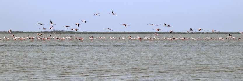 France, Bouches-du-Rhône (13), Parc naturel régional de Camargue, l’étang du Vaisseau, flamants roses (Phoenicopterus roseus)