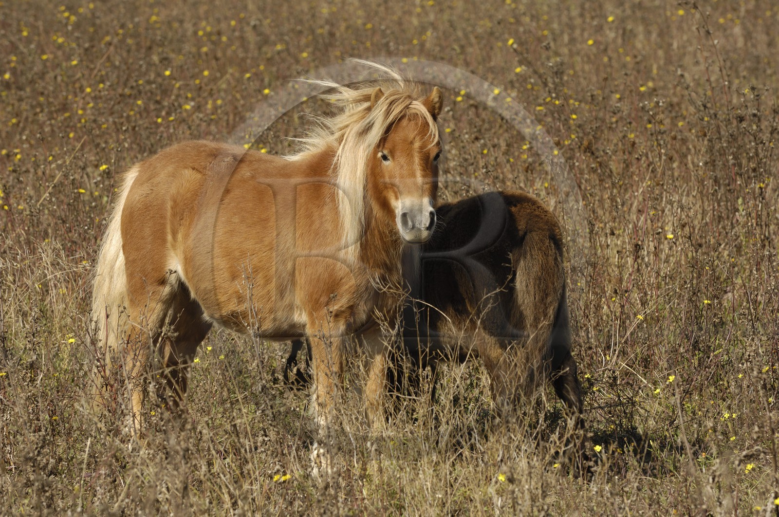 France, Charente-Maritime (17), ile de Ré