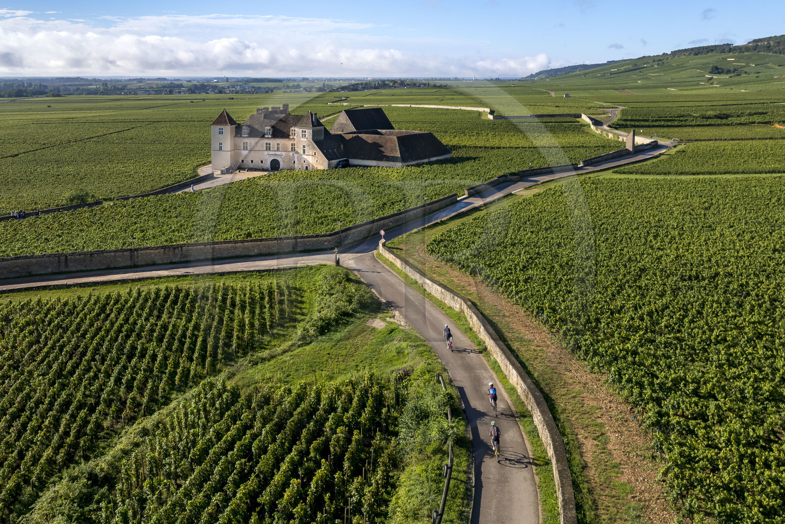 France, Cote d'Or, cultural Landscape of the climates of Burgundy listed as World Heritage by UNESCO, Route des Grands Crus (road of Vintage Wines), vineyard of the Côte de Nuits, Vougeot, cyclists on a small road leading to the Chateau of Clos de Vougeot surrounded by vineyards (aerial view)
