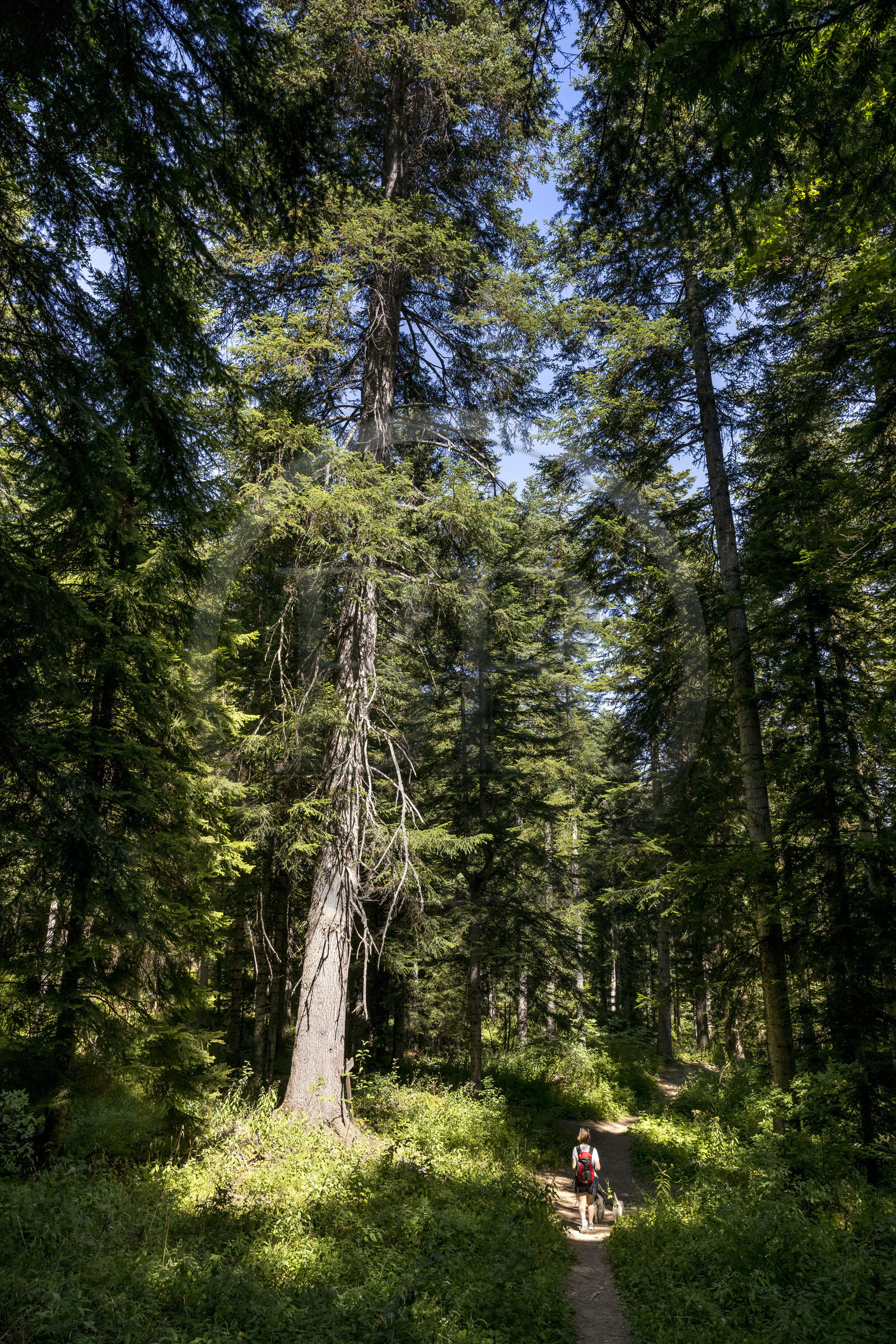France, Hautes Alpes (05), Crots, randonnée en forêt domaniale de Boscodon, pin sylvestre de 1850