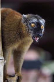 France, Ile de Mayotte, Grande-Terre, Kani-Keli, le Jardin Maoré à la plage de N’Gouja, Lémur fauve (Eulemur fulvus mayottensis) appelé aussi maki