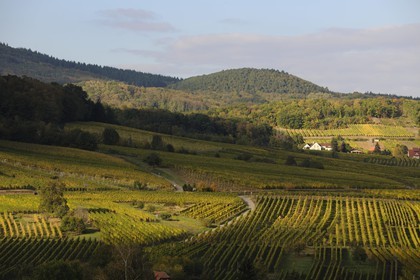 France, Bas-Rhin (67), vignoble d'Andlau au pied du massif des Vosges