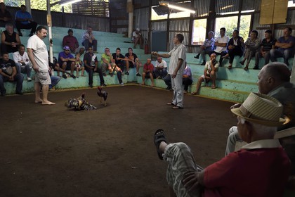 France, Ile de la Reunion, Petit Tampon, combat de coqs dans le Rond de Coq
