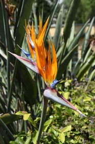 France, Alpes-Maritimes (06), Menton, jardin Serre de la Madone, oiseau de paradis (Strelitzia reginae)