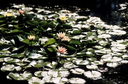France, Eure (27), Giverny, nénuphars du jardin de Claude Monet