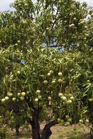 France, Ile de la Reunion, Saint-Louis, mangues sur un manguier