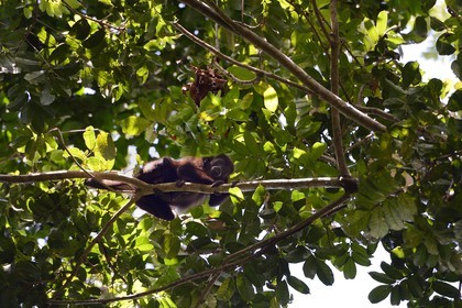 Panama, Chiriqui province, Gulf of Chiriqui National Marine Park, Isla Palenque, golden-mantled howler monkey (Alouatta palliata palliata)