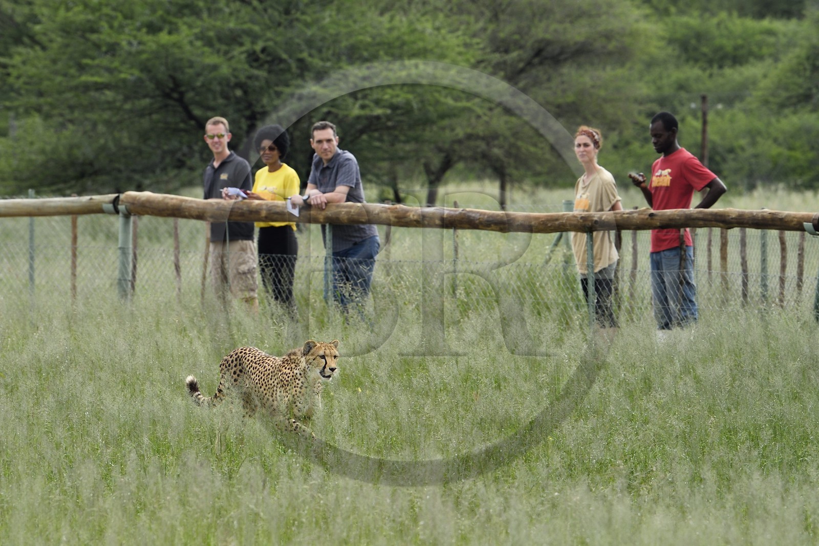 Namibie, Otjiwarongo, Cheetah Conservation Fund, centre de recherche et d'éducation, observation des guépards (Acinonyx jubatus) depuis un enclos