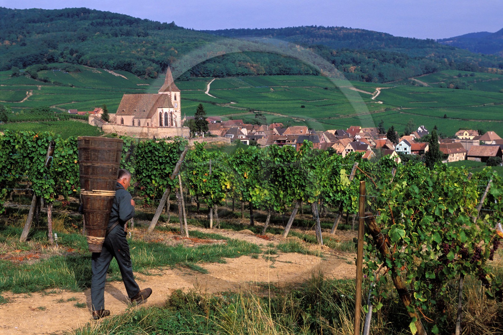 France, Haut Rhin, the Alsace wine road, Hunawihr Village, labelled Les Plus Beaux Villages de France (The Most Beautiful Villages of France), Christophe Kurtz grape picker with a wooden basket on his bac