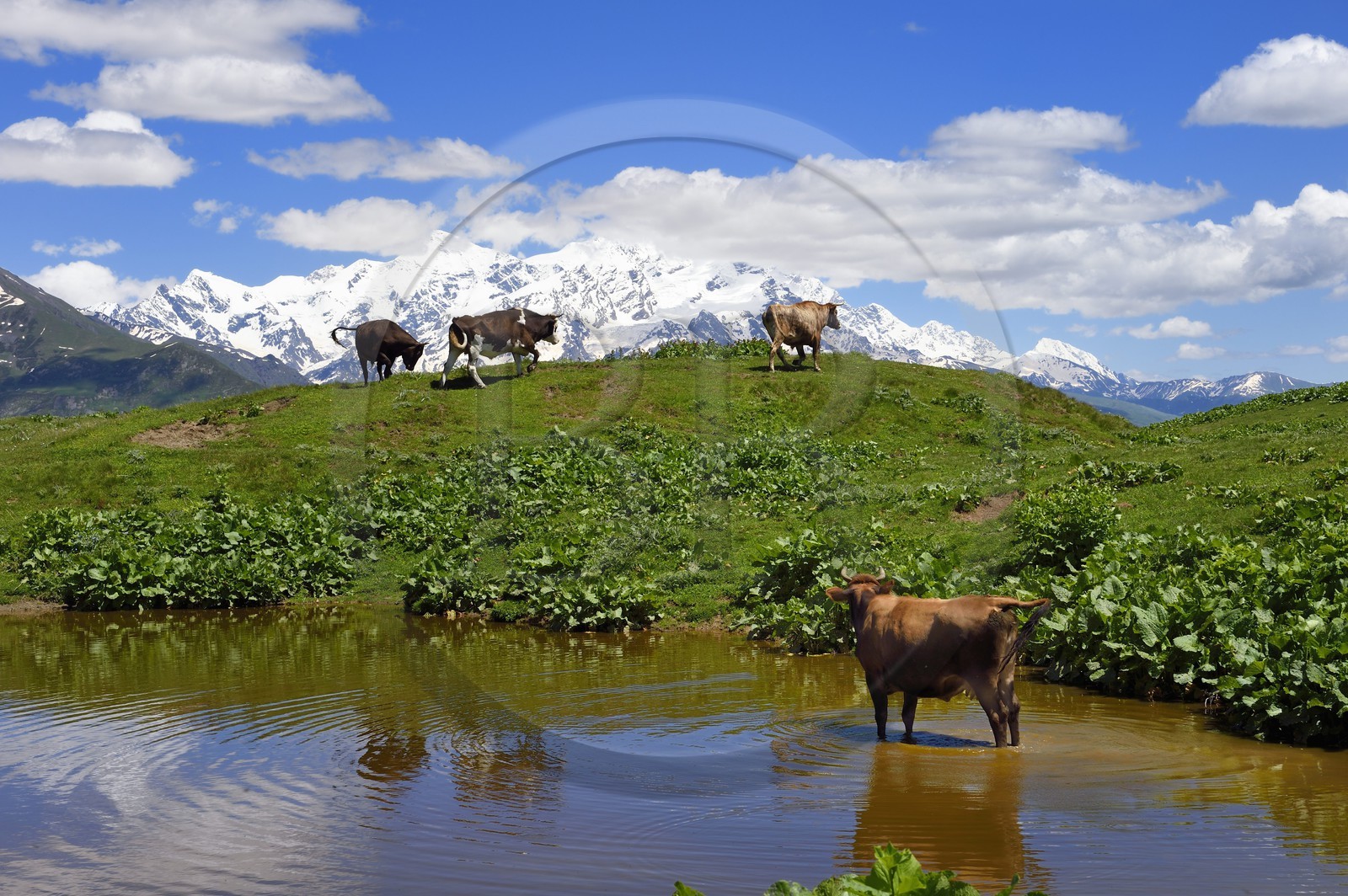 Géorgie, Haute Svanétie (Zemo Svaneti), Mestia, vache au bord d'un petit lac sur les contrefort du mont Ouchba (Ushba)