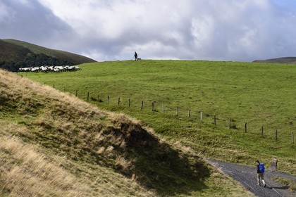 France, Pyrenees Atlantiques, Basque Country, Camino de Santiago (the Way of St. James) on the GR 65 between Saint Jean Pied de Port and Roncesvalles towards the Bentarte Pass, shepherd and his manech blackhead sheep flock on the slopes of the Leizar Atheka