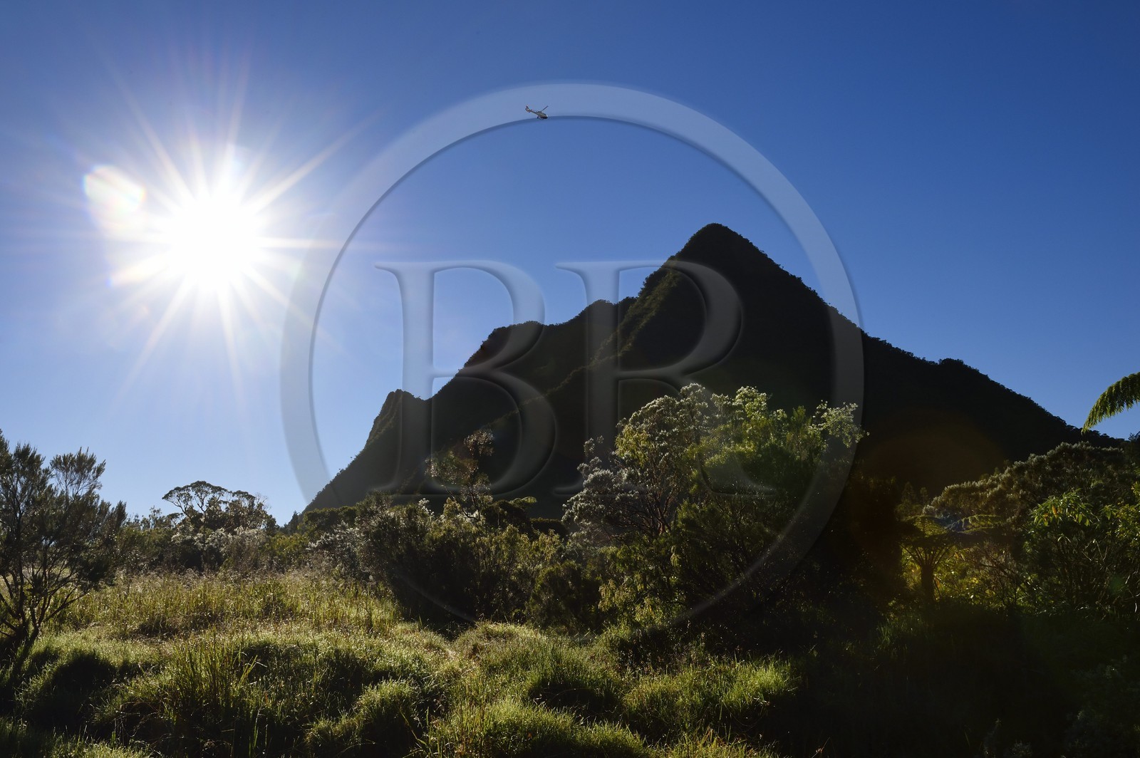France, Ile de la Reunion, Saint Benoit, Parc national de La Reunion, classé Patrimoine Mondial de l'UNESCO, foret de Bébour