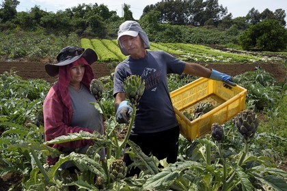 France, Reunion island (French overseas department), Le Tampon, la Plaine des Cafres, farmers Jacqueline and Jean-Pierre Lacaille in their artichoke field