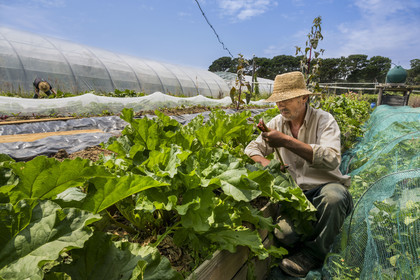 France, Morbihan (56), Ile de Groix, Kerdurand, les Jardins de Kerdu, grand jardin maraîcher bio de Erwan et Gael Leclercq, Gael coupe sa rhubarbe