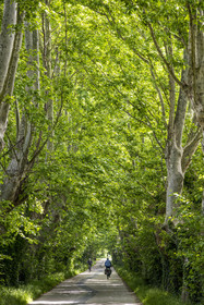 France, Vaucluse (84), Sorgues, véloroute ViaRhona, cyclistes à l'ombre des platanes sur l'île de l'Oiselay sur le Rhone