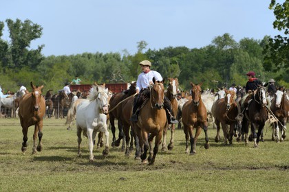 Argentine, province de Buenos Aires, San Antonio de Areco, fête du Jour de la Tradition (Dia de la Tradicion), figure appelée enchevêtrement de troupeaux (Entrevero de tropillas)