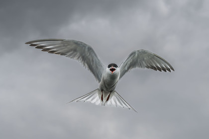 France, Finistère (29), Pays des Abers, Aber Wrac'h, Sterne pierregarin (Sterna hirundo)