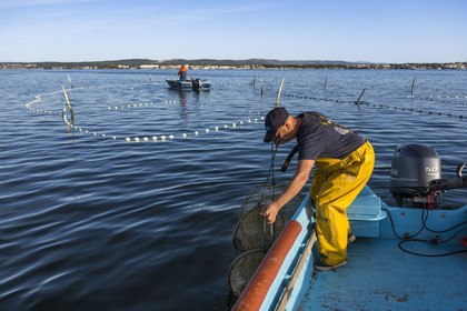 France, Herault, Sete, la Pointe Courte district, the fisherman Robert Rumeau lifts his nets on the Etang de Thau