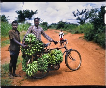 Burundi, province de Muramvya, transporteurs de bananes Hutu à bicyclette, il existe un important commerce de bananes et pour les transporter ces régimes de bananes des hauts plateaux vers Bujumbura, ils les chargent (cela atteint souvent la centaine de kilos) sur des archaïques bicyclettes aux freins quasi inexistants et descendent une route de plus de 100km de très fort dénivelé, ils sont appelés les kamikazes (reproduction plan-film inversible 4x5)
