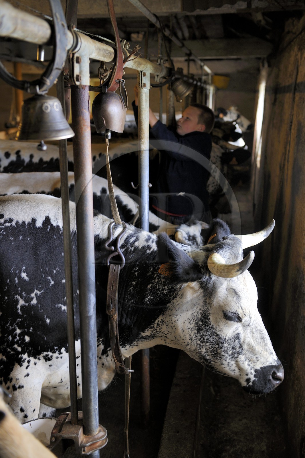France, Haut-Rhin (68), la route des Crêtes vers Metzeral, ferme marcaire de Steinwasen, le fils Matter raccroche les cloches des vaches au retour des près