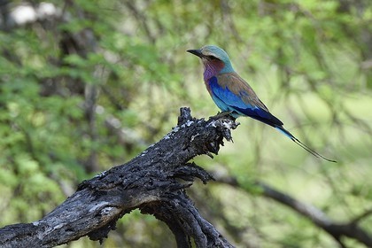 Zimbabwe, Midlands Province, Gweru, Antelope Park, Roller (Coracias caudatus)