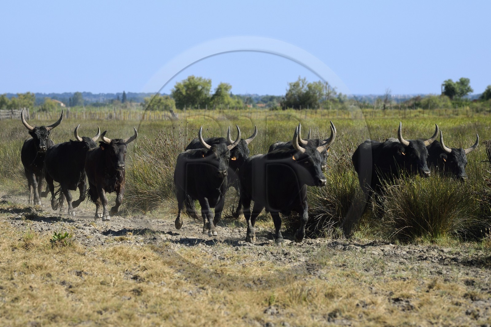 France, Bouches du Rhone, Parc naturel regional de Camargue (Regional Natural Park of Camargue), manade Jacques Mailhan, Camargue bulls called Raco di Biou
