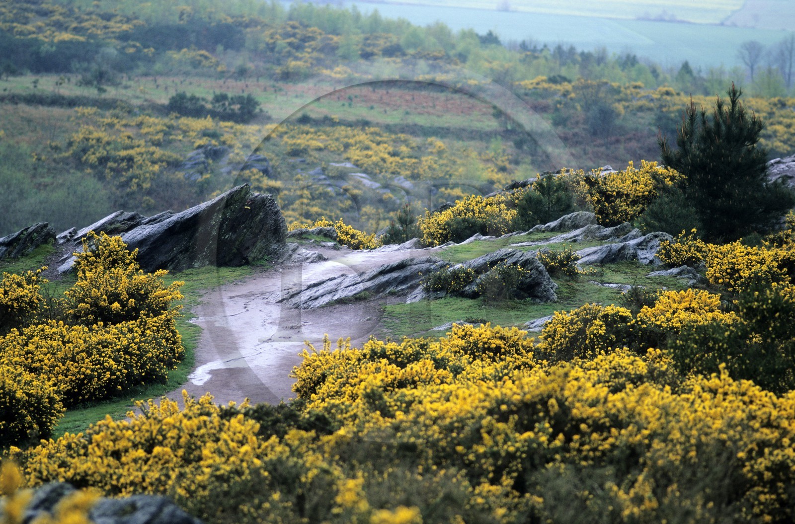 France, Ille et Vilaine, Broceliande forest, the val sans retour