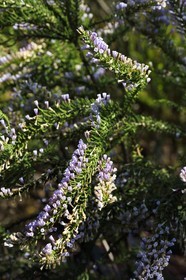 France, Var (83), Rayol-Canadel-sur-Mer, Domaine du Rayol, propriété du conservatoire du littoral mention obligatoire, le jardin des Méditerranées conçu par le paysagiste Gilles Clément, Jardin du Chili d'altitude, Fabiana