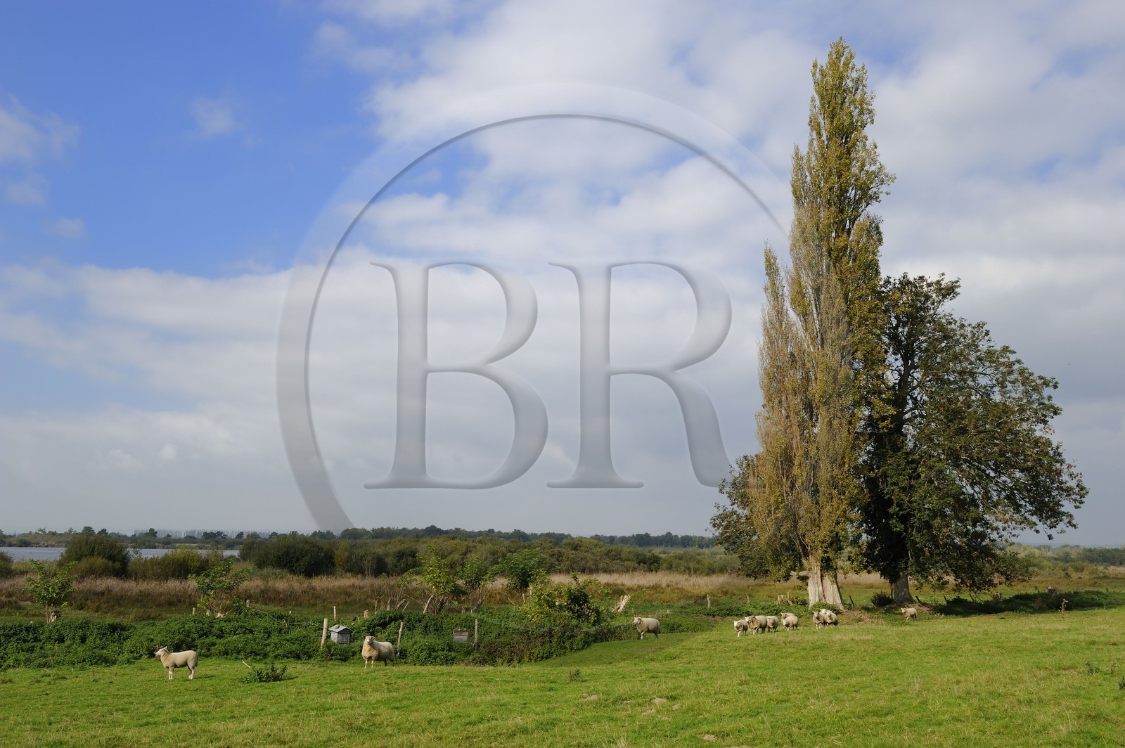 France, Eure (27), Marais-Vernier, autour de la Grande Mare