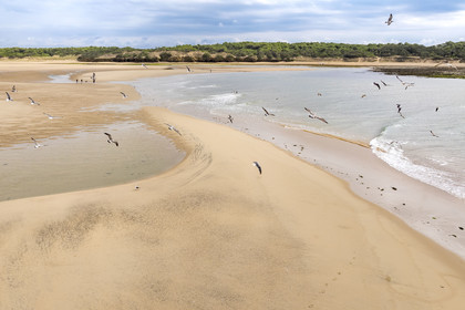France, Vendée (85), Talmont-Saint-Hilaire, la Pointe du Payré, promeneurs et mouettes sur la plage du Veillon et estuaire de la rivière Payré (vue aérienne)